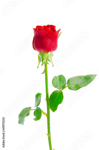 Red rose isolated on white background