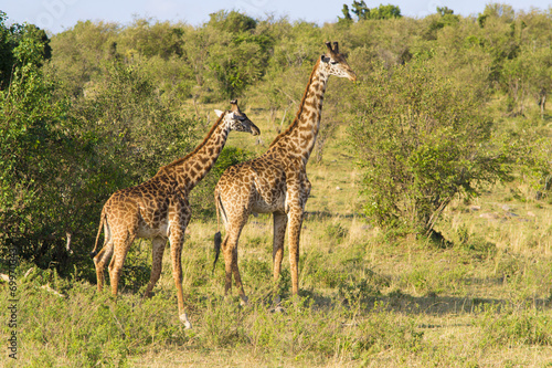 Giraffe couple