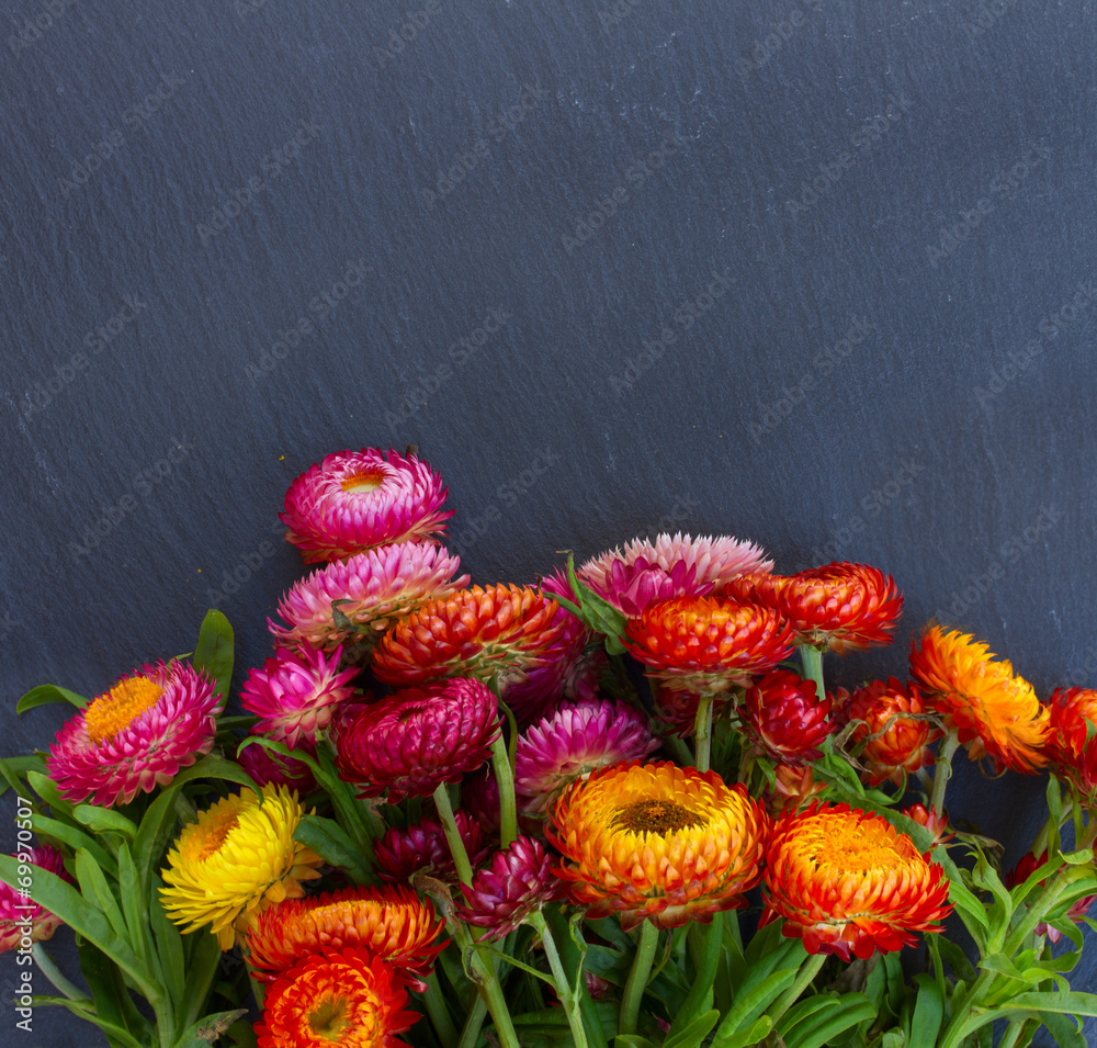 Bouquet of Everlasting flowers Stock Photo Adobe Stock