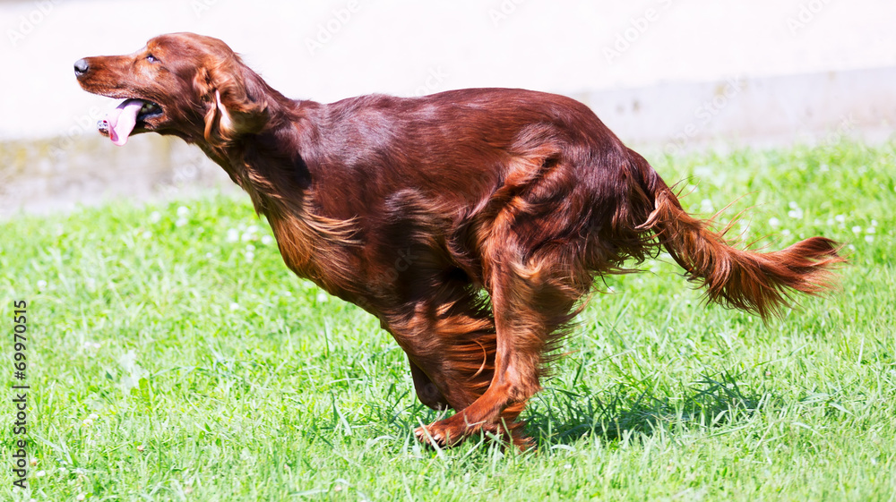Are Irish Setters Good Running Dogs
