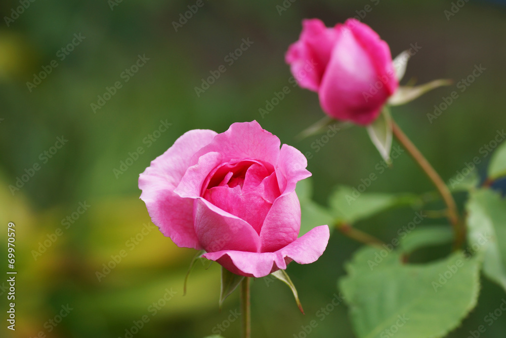 Pink rose in the garden.