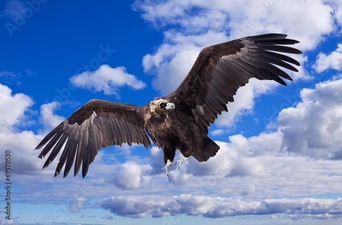 Flying black vulture against sky