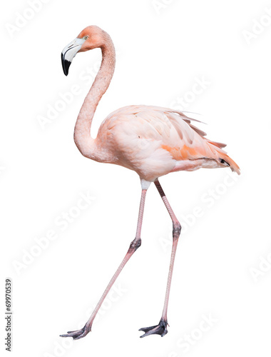  pink flamingo. Isolated over white