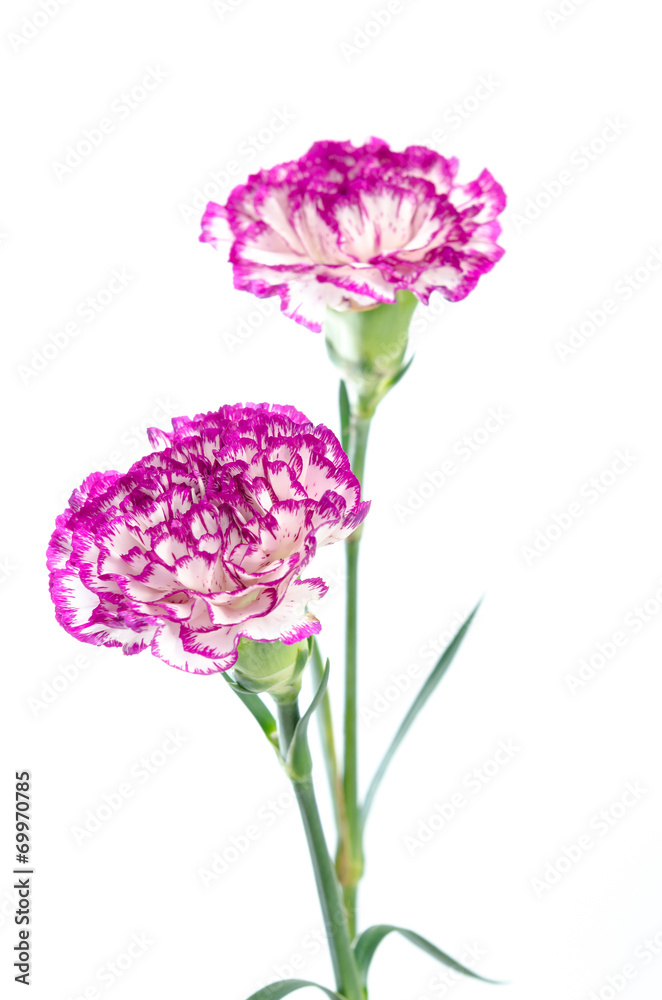 two carnation flowers design isolated on white background