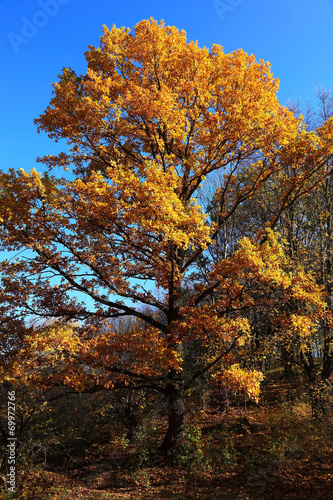 Beautiful oak tree in yellow autumn foliage.
