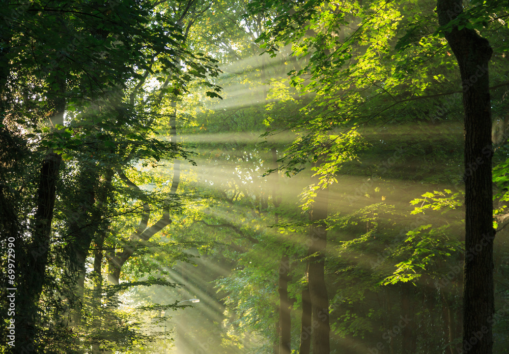 Fototapeta premium Sunlight breaking through the trees.