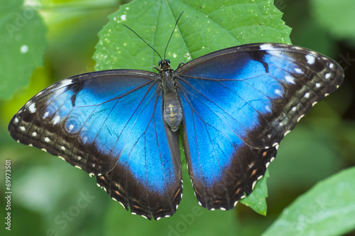 Morpho peleides butterfly, The Bufferfly Arc, Montegrotto, Italy