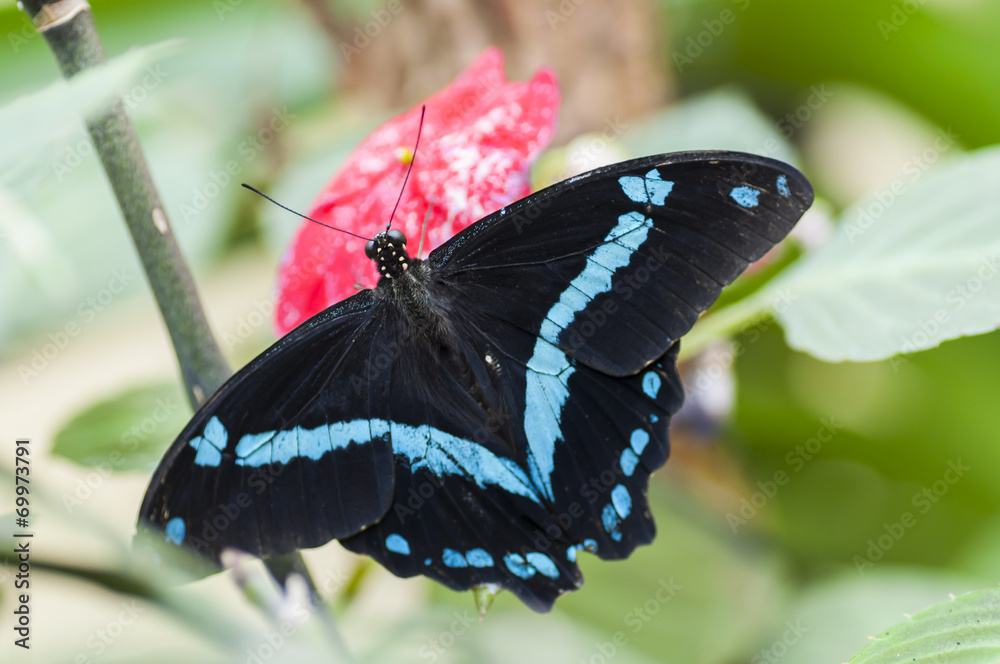 Fototapeta premium Exotic butterfly. The Bufferfly Arc, Montegrotto Terme, Italy