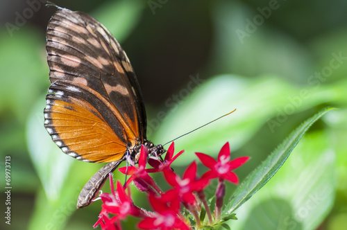 Heliconius melpomene butterfly, The Bufferfly Arc, Montegrotto photo