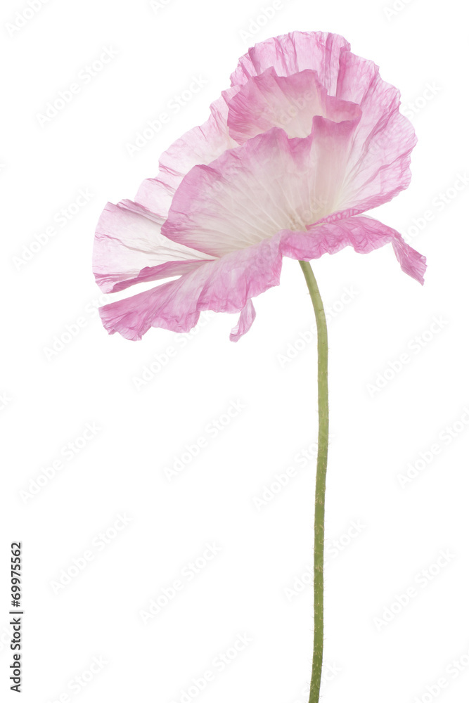 Fototapeta premium poppy