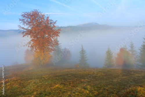 Lonely tree on a hill in Transylvania