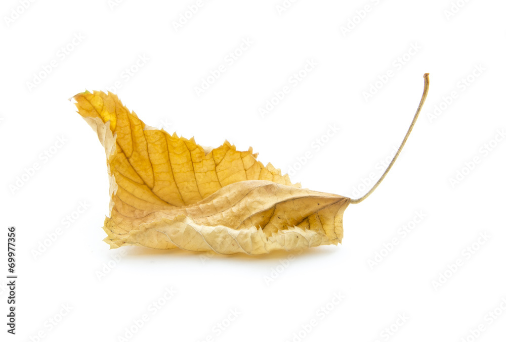 autumn leaf