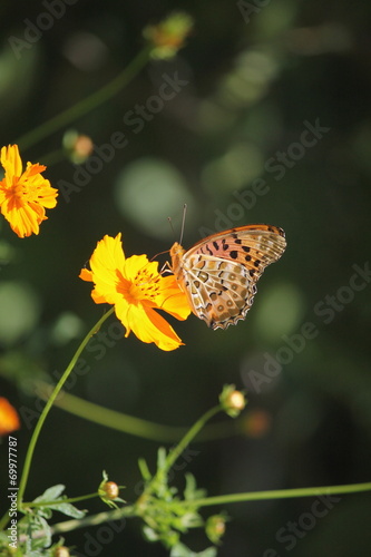 キバナコスモスと蝶 © genkibaby
