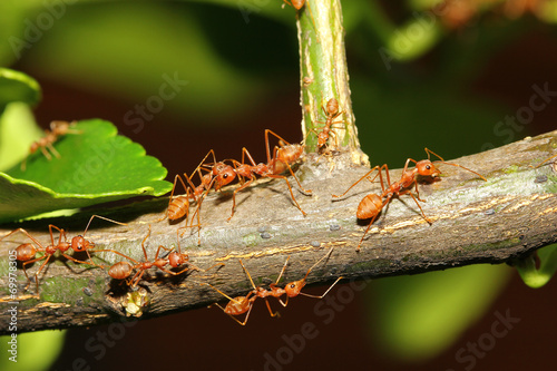 group ant walking on tree