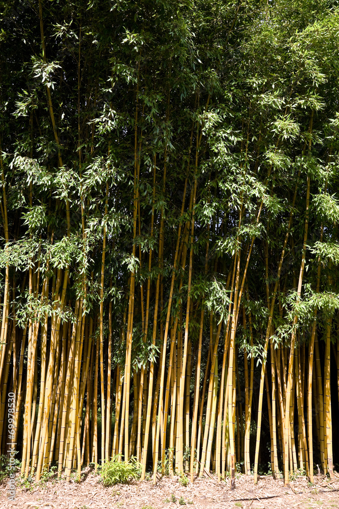 Phyllostachys sulphurea viridis Phyllostachys sulphurea viridis