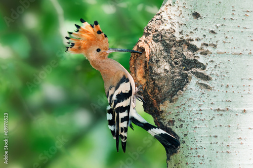 Hoopoe at nest hole at tree trunk with raised crown