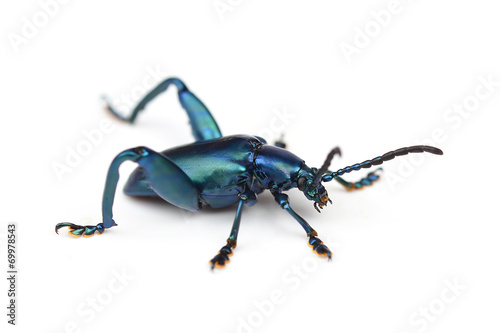 Scarab beetle on a white background photo