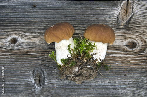 two fresh cep boletus mushroom on wooden bacground