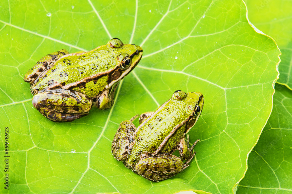 rana esculenta - common european green frogs on a dewy leaf rana esculenta - common european green frogs on a dewy leaf