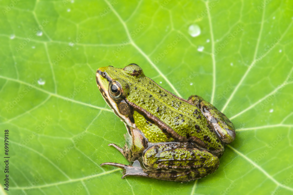 Obraz premium rana esculenta - common european green frog on a dewy leaf