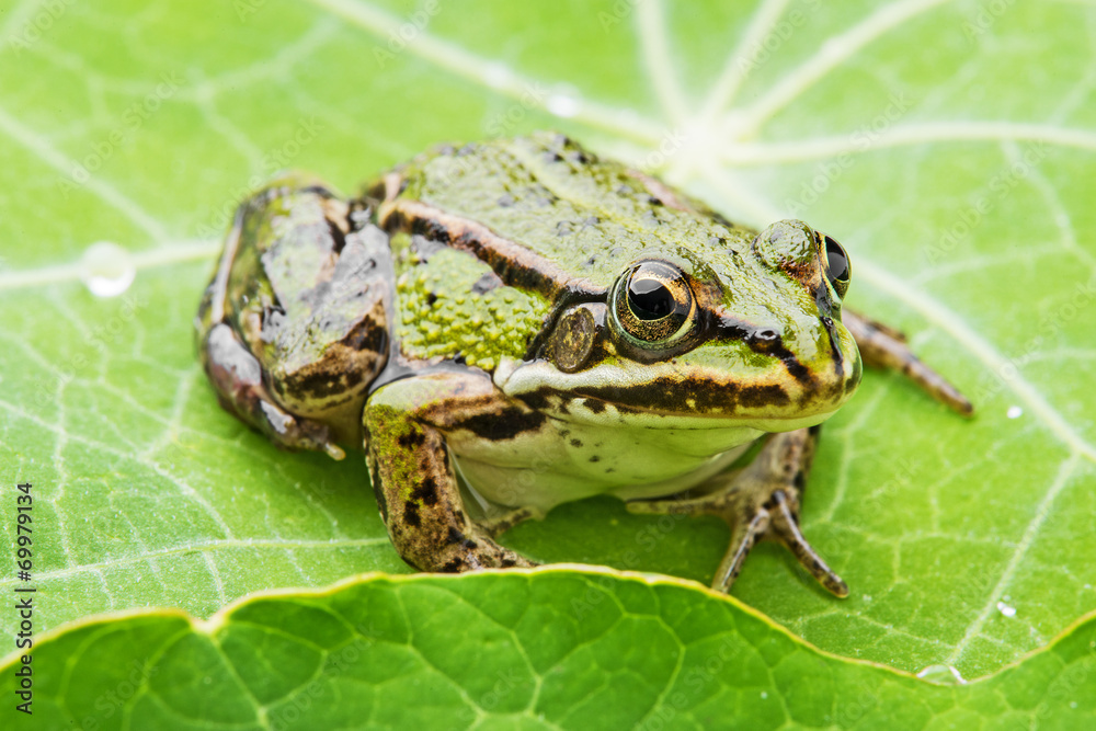 Obraz premium rana esculenta - common european green frog on a dewy leaf