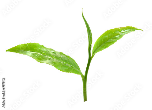 Zielona herbata liść odizolowywający na białym tle