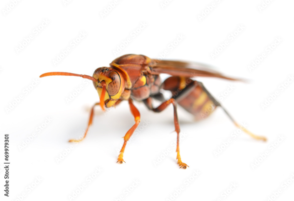 wasp isolated on white background wasp isolated on white background