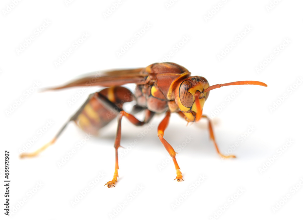 wasp isolated on white background wasp isolated on white background