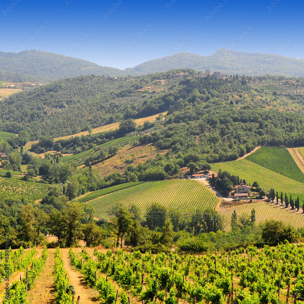 Obraz premium Vineyard