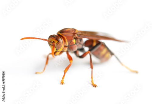 wasp isolated on white background © anatchant