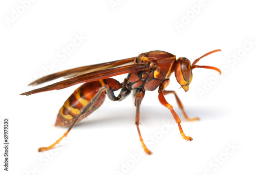 Vászonkép wasp isolated on white background