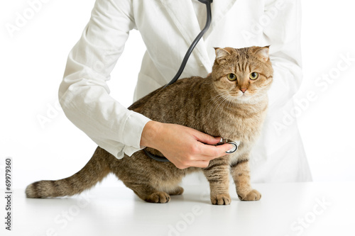 Veterinary doctor with stethoscope and cat isolated on white