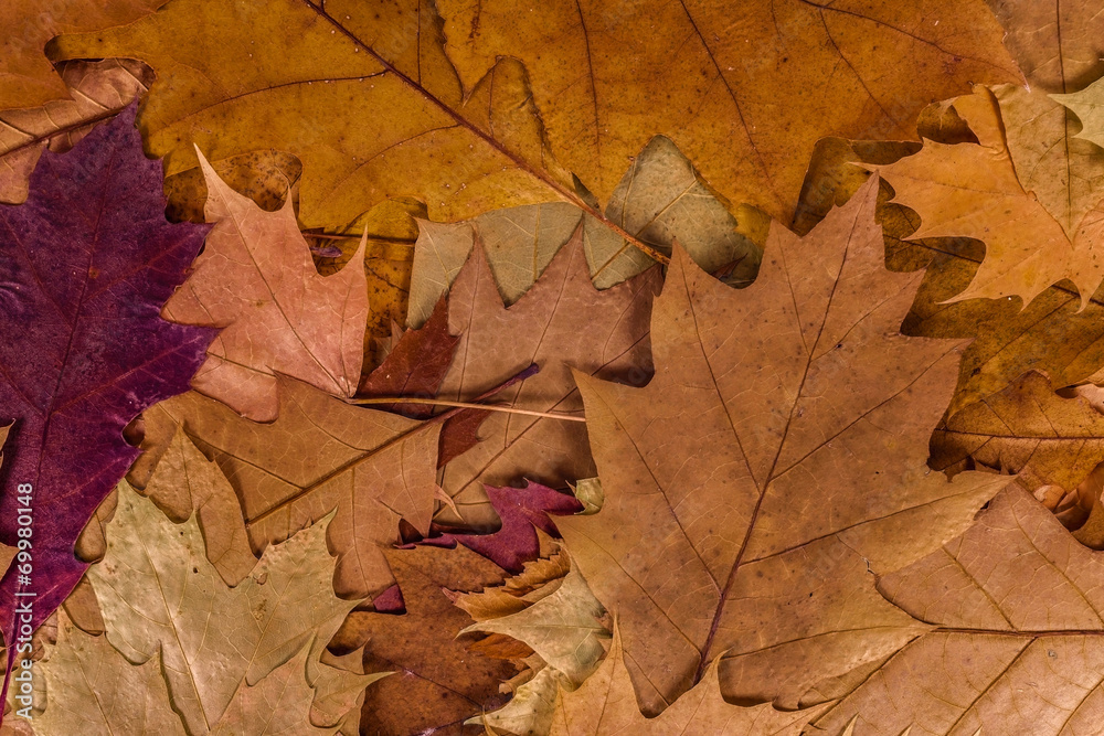 Colorful autumn leaves background