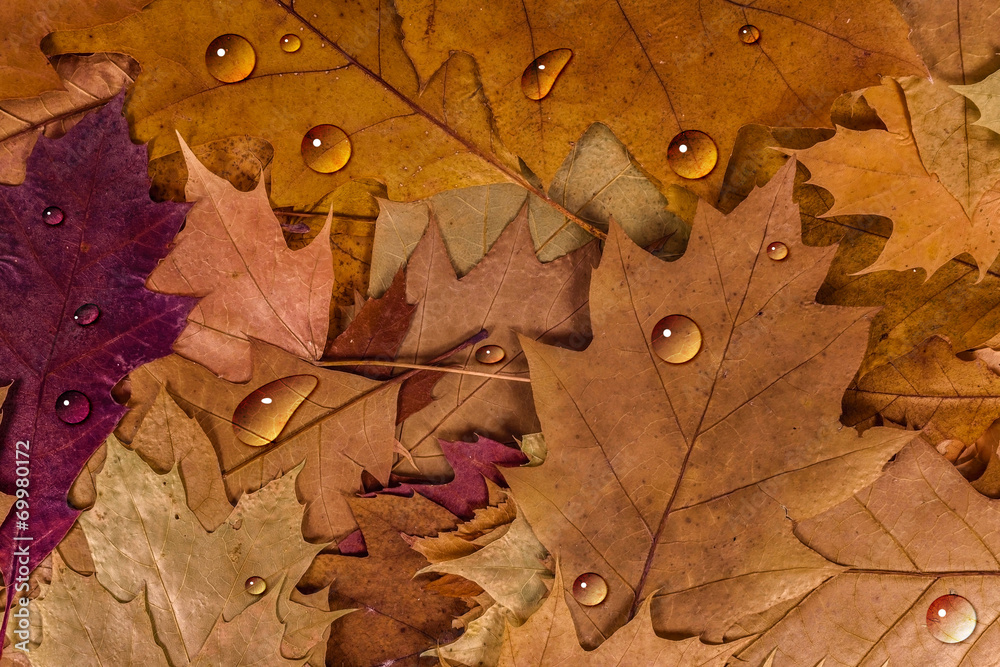 Colorful autumn leaves with drops background Colorful autumn leaves with drops background