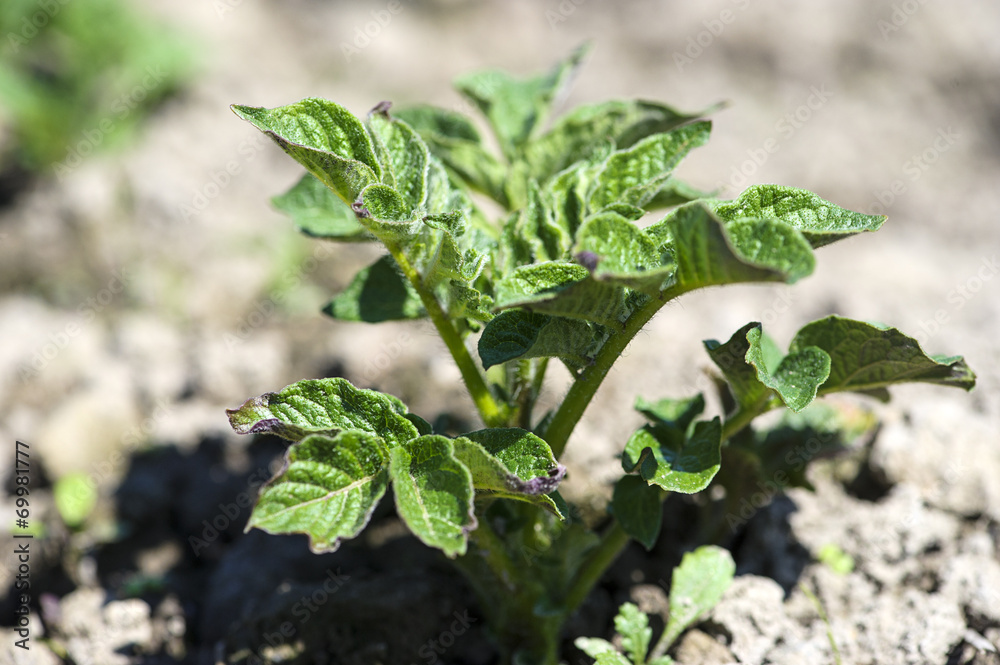 growth green potato growth green potato