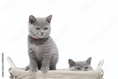 Britisch Kurzhaar BKH Kitten / British Shorthair