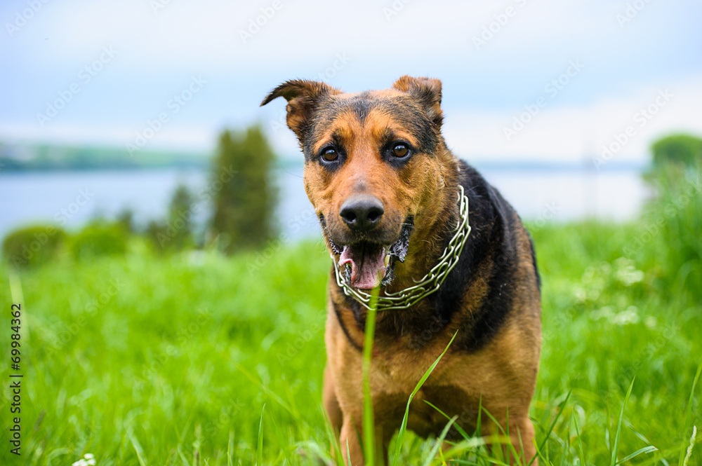 Dog Dog