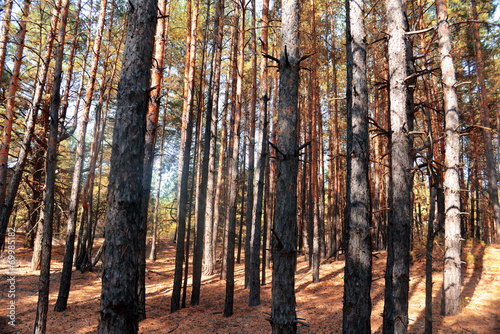 Pine forest and sun