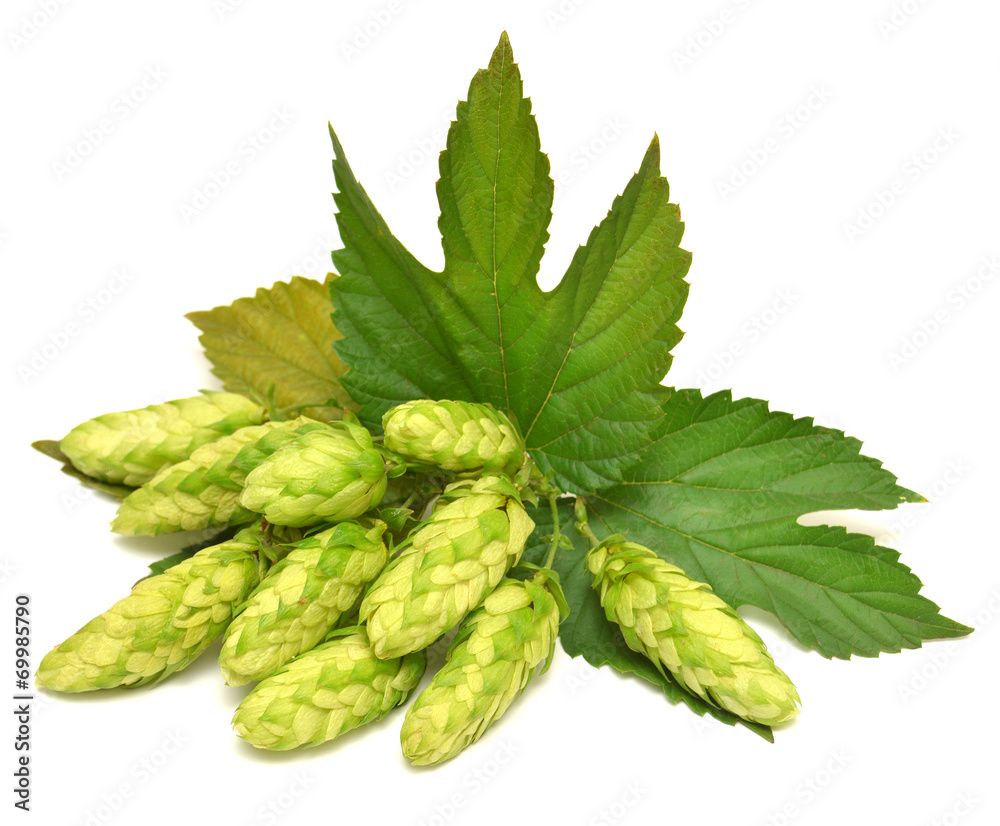 Branch of hops Branch of hops