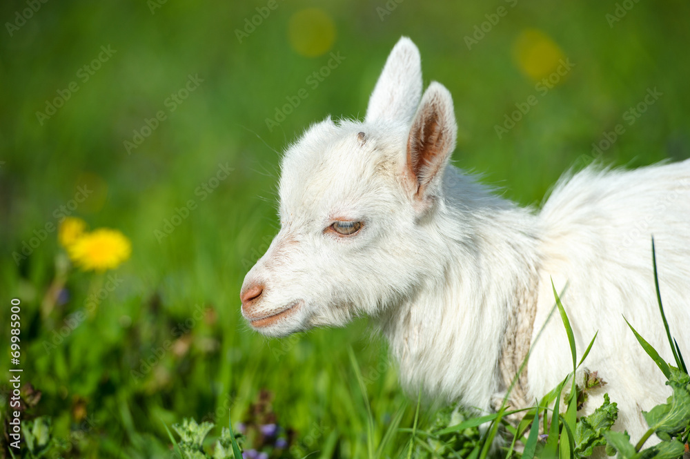 Funny white baby of goat on the green grass Funny white baby of goat on the green grass