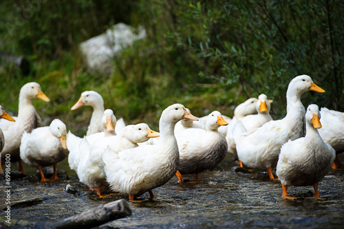 Ducks floats on water