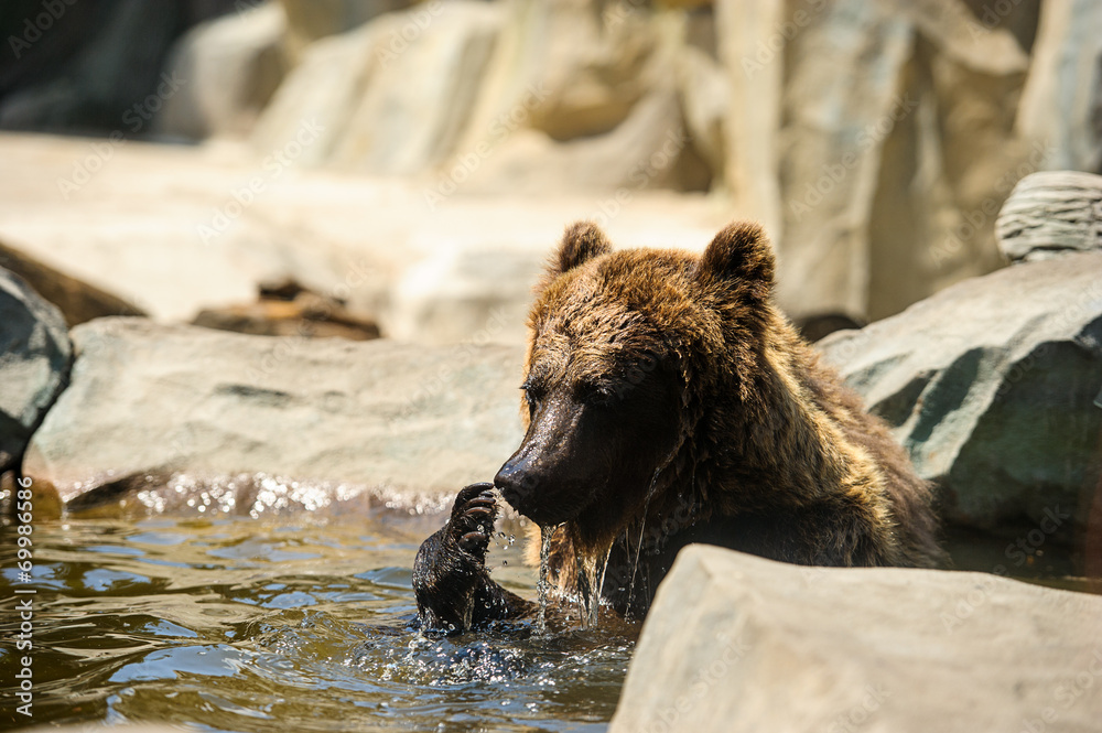 Fototapeta premium Brown bear sitting in the water