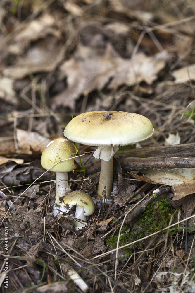Knollenblätterpilze Knollenblätterpilze