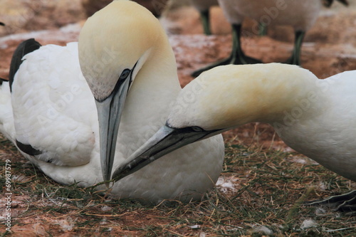 uccello sula bassana helgoland mare del nord isole frisone photo