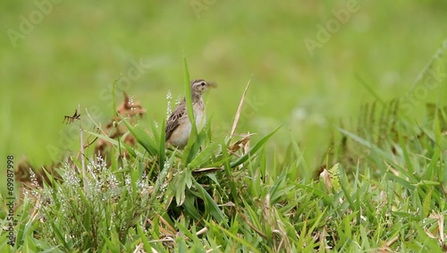 Paddyfield Pipit (Anthus rufulus) in Mindanao,Philippines photo