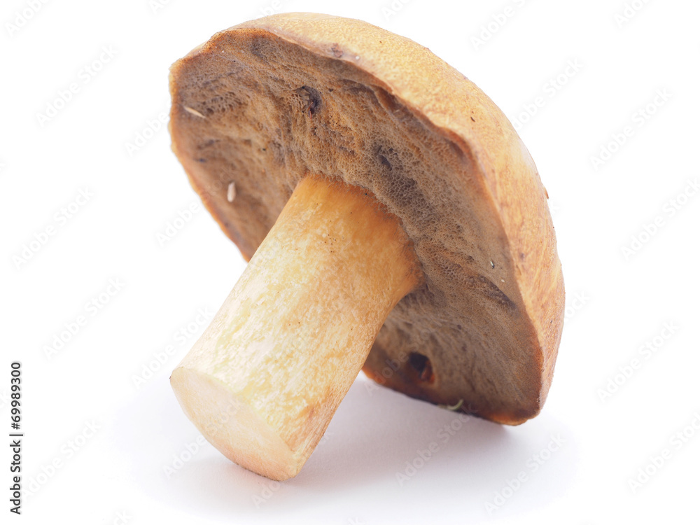 boletus on a white background boletus on a white background