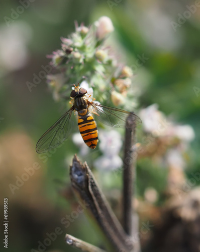 hoverfly in forest