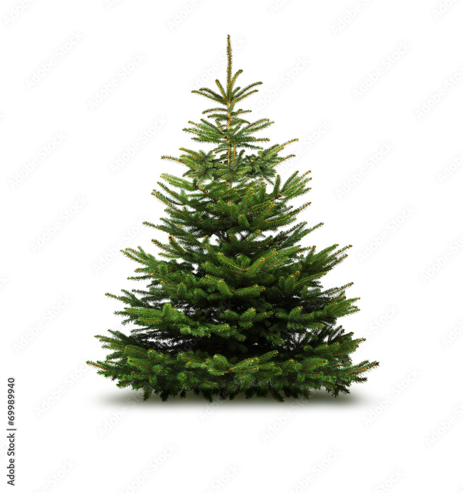 Fototapeta premium Tannenbaum