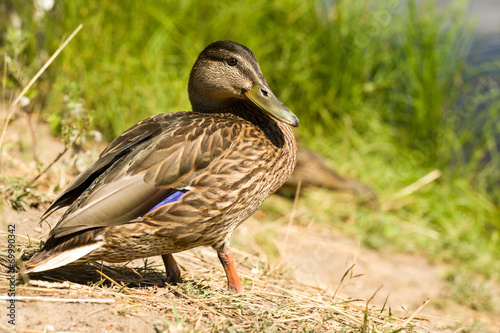Wild duck