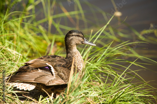 Wild duck